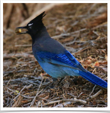 Steller's Jay - Acorn